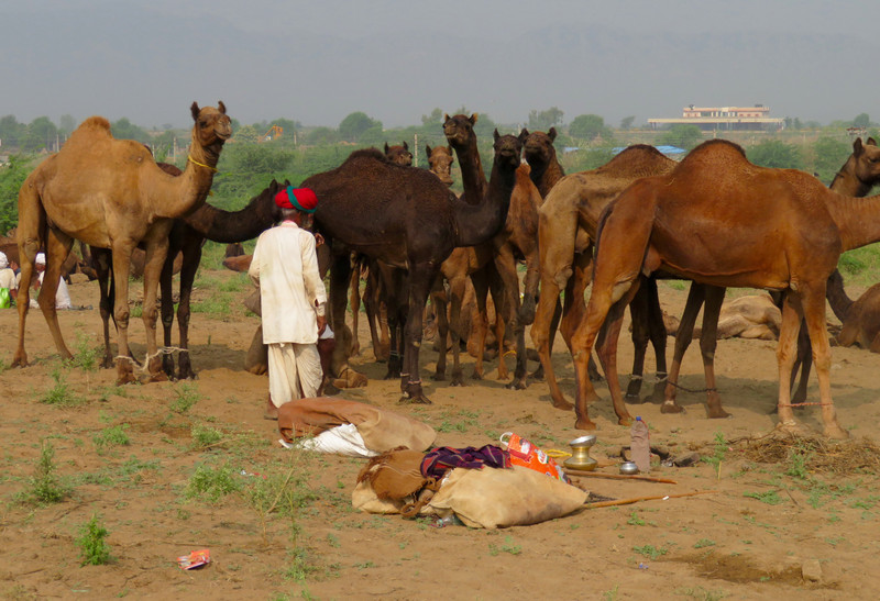 Camels of Pushkar