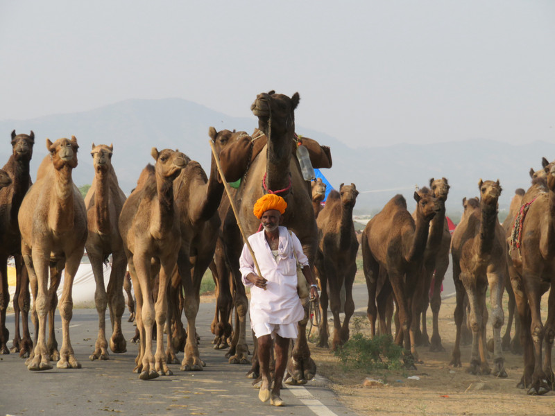 The Camels are Coming