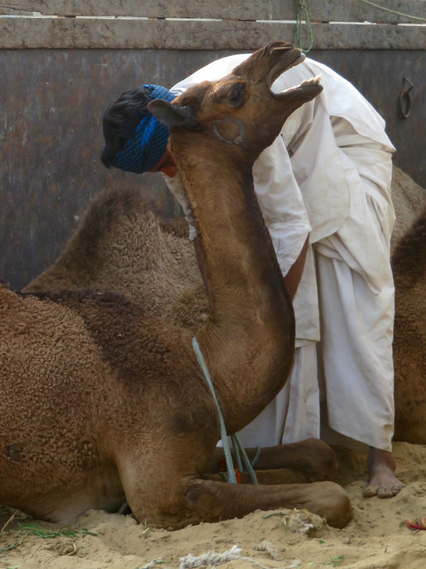 Camel Unloading