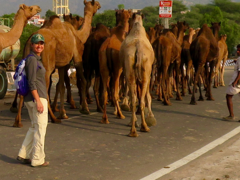 Helping Move the Camel Herds