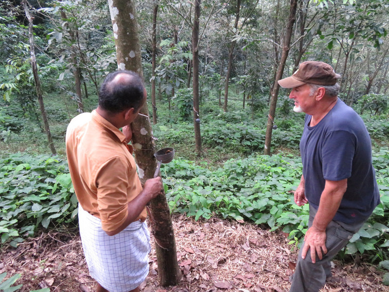 Learning How to Harvest Rubber