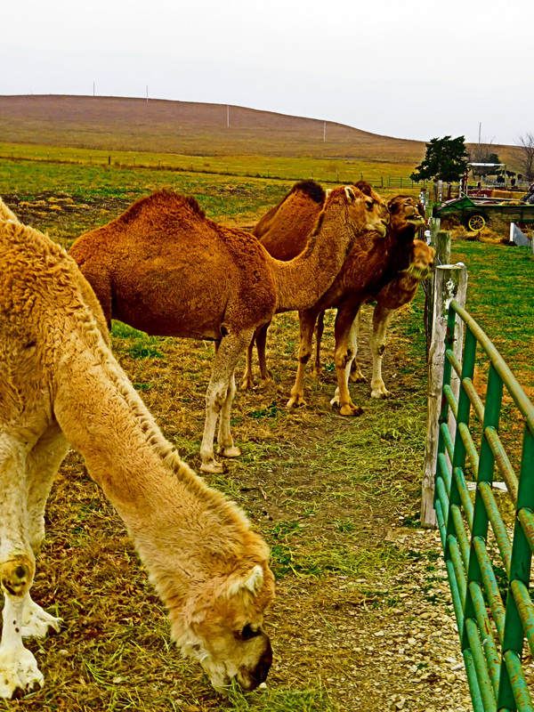 Shamrock Farms Camel Herd