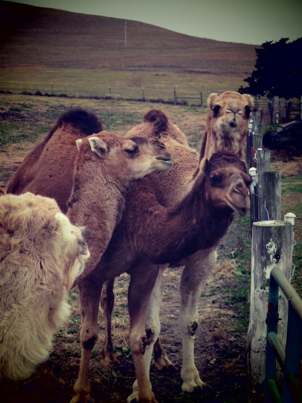 Shamrock Farms Camels