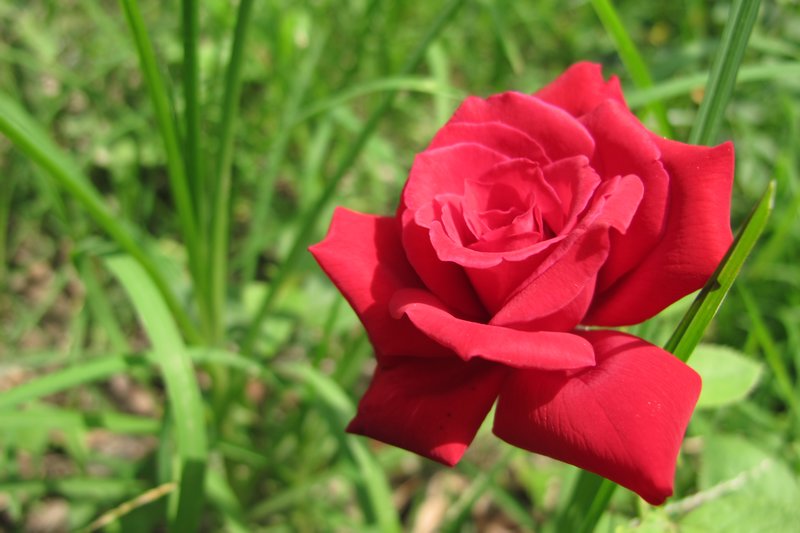 A Beautiful Rose in the Ashram Garden