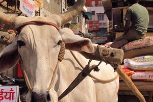 You'll soon get used to seeing India's cows