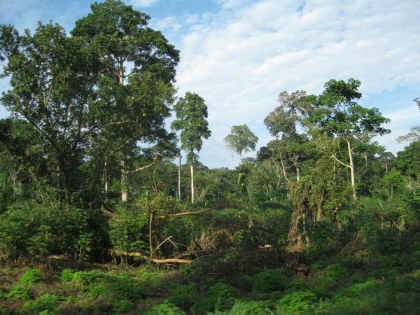 Jungle outside of Bangui