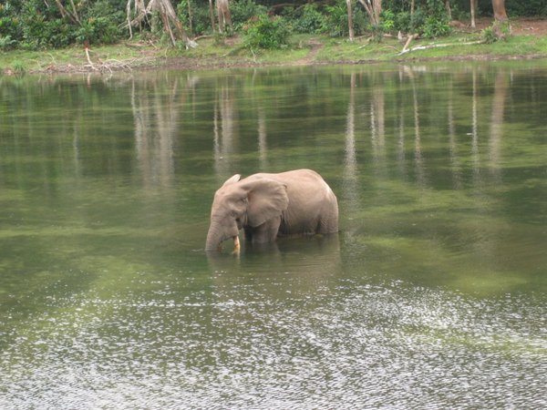 Ndoki Elephants 1