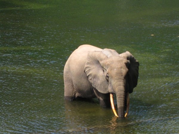 Ndoki Elephants 5