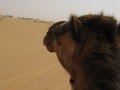 My Camel and Our Destination