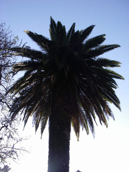 Outpost Garden Palm Tree