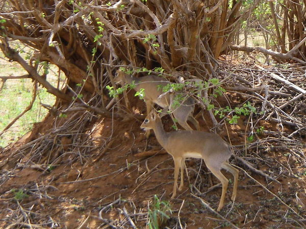 Dik Dik - World's smallest antelope
