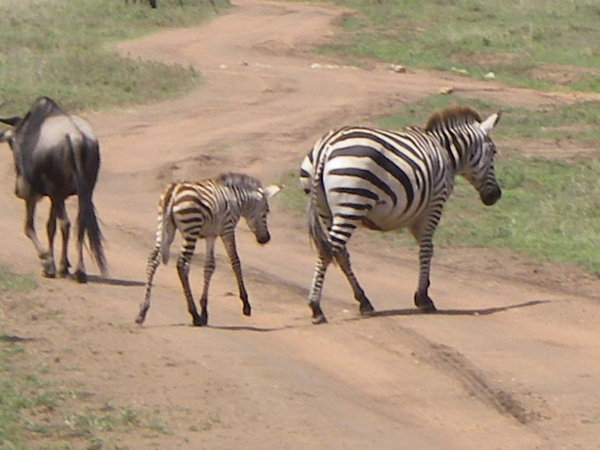 Gnu Zebra and Zebra Foal