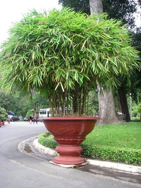 Potted bamboo