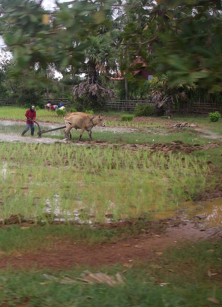 Ploughing paddy field