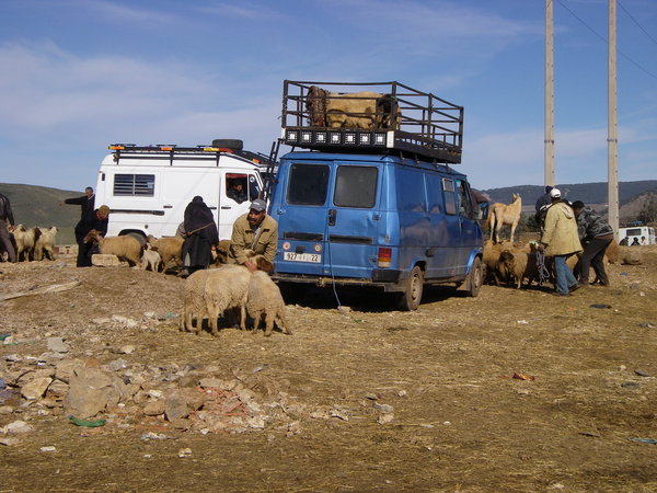 Loading sheep