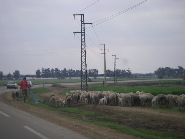 Shepard with flock