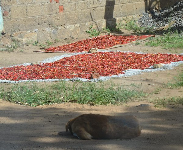 Drying Chillies by Roadside