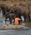 Elephants bathing while mahout on mobile phone