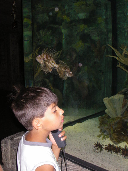 Admiring the fish