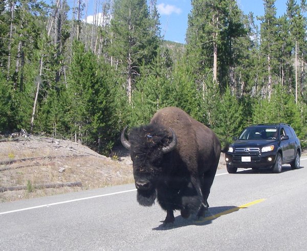 Bison on Road