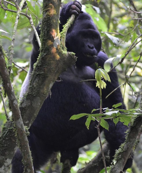 Silverback Climbing