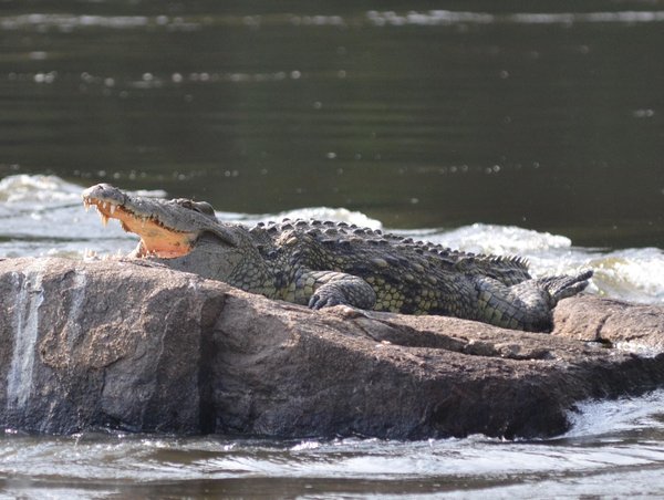 Nile Croc Therma Regulating