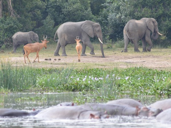 Elephants, Harte Beest and Hippos