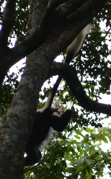 Black Colobus Flying on Canopy Cover