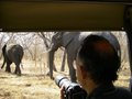 See how close the elephants got