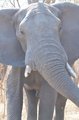 Male elephant closeup