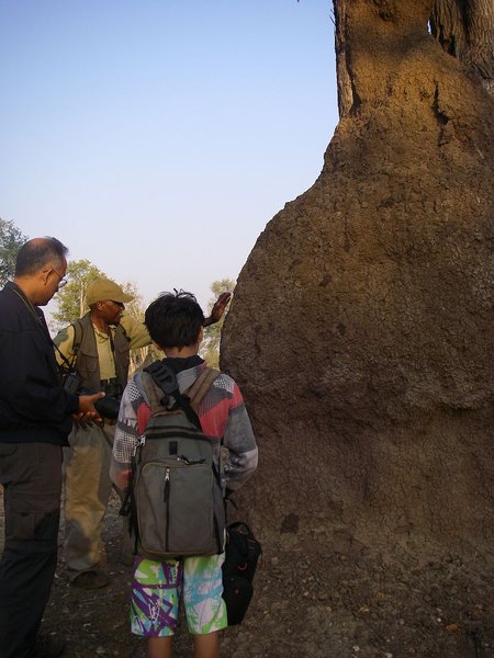 Fungus Growing Termite Mound