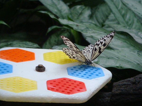 Butterfly at the Zoo