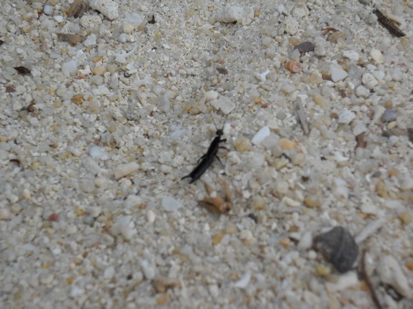 Mini Scorpion