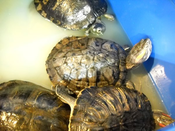 Turtles at the market