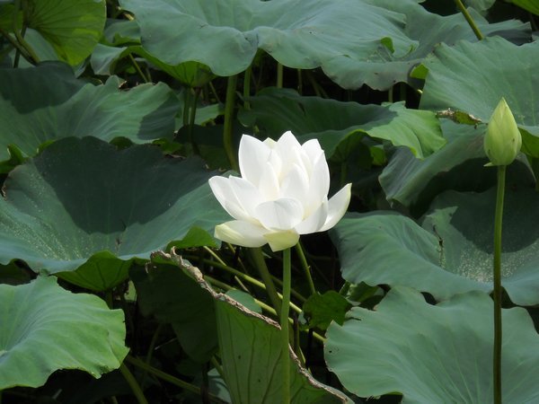 Lotus Flower Festival