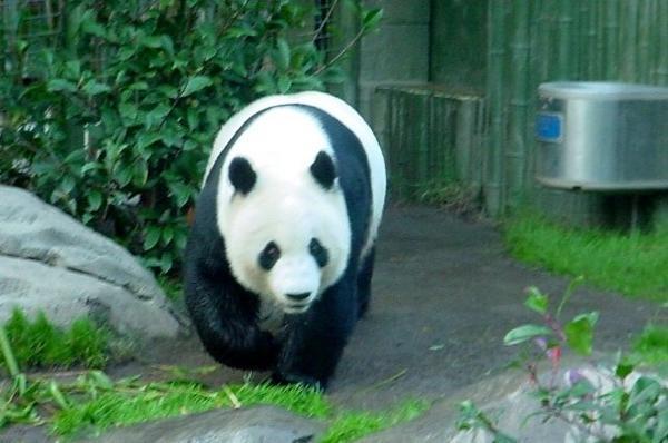 The Giant Panda at the national zoo