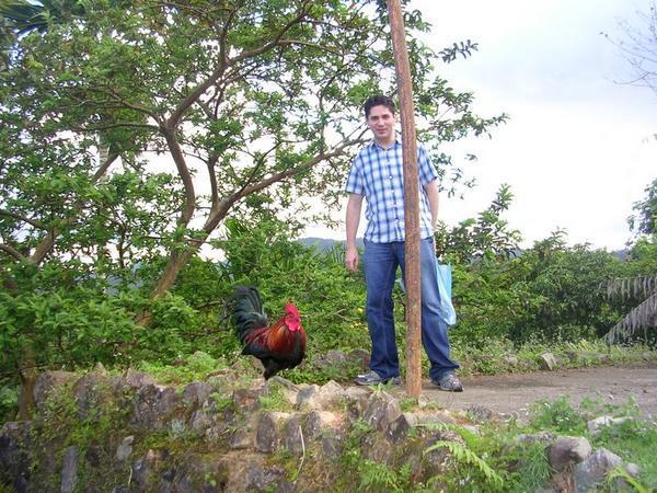 chasing the rooster