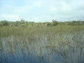 Amansuri Wetlands