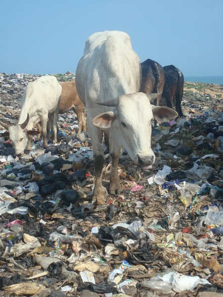 Cows grazing on rubbish.