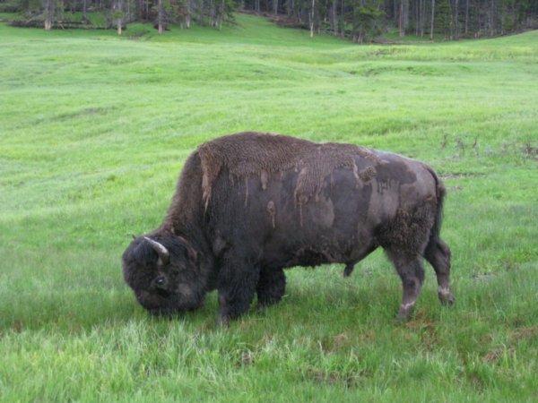 one of many buffalo we saw
