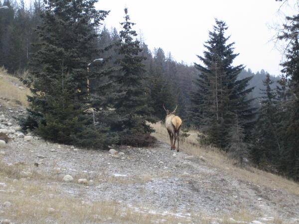 Elk in Jasper 1