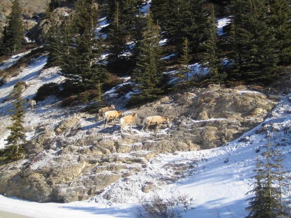 Bighorn sheep 3