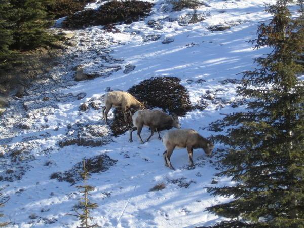 Bighorn sheep 4