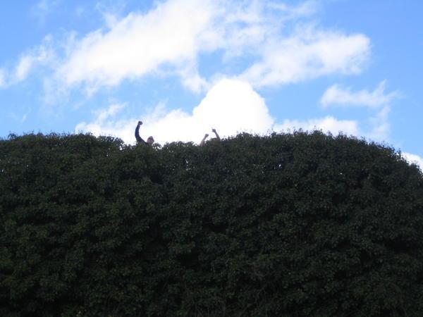Two blokes climbed up on top of this very high hedge