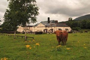 The distillery with a highland cow infront