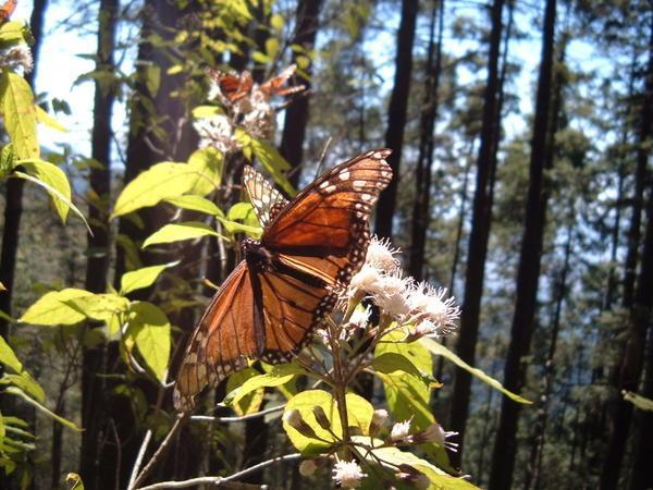 las mariposas monarcas