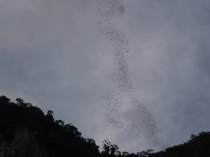 Bat Exodus