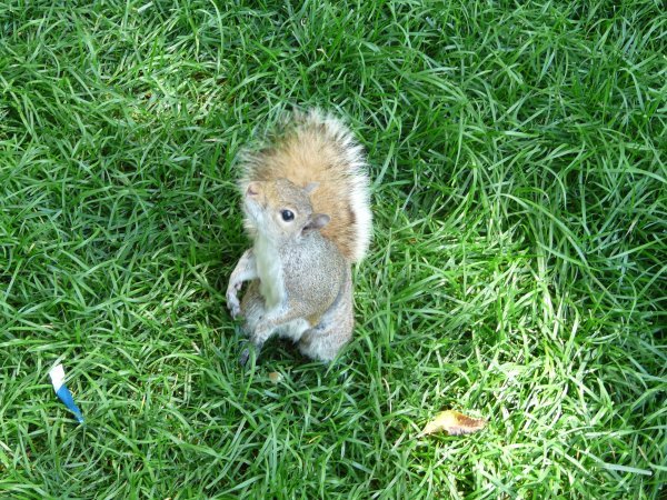 A squirrel!