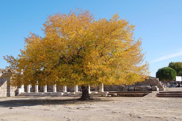 Bergama