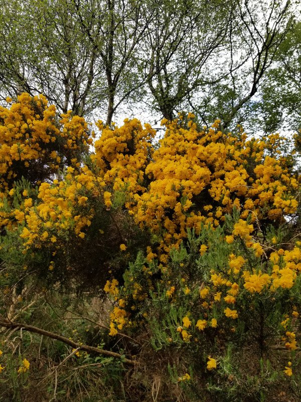 Yellow flowers on bush.